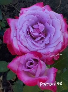 ; 4-1
Paradise
Parfum : trandafir cu parfum discret
Înălțimea : 90-120 cm
Remontanță : bună - a doua înflorire deasemenea bogată
