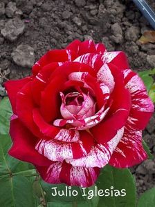 ; 2-2
Trandafir cu flori mari, 11 cm, cu petale in culori de rosu si crem, cu parfum puternic.

Infloreste tot sezonul.

Culoare Bicolor
Parfum puternic
Inaltime la maturitate 0.7-0.8 m
