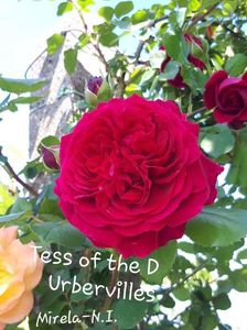 ; 2 Este catarator cu flori rosii-visinii, mari si rotunde, cu forma frumoasa de cupa adanca si petalele exterioare usor rasfrante spre exterior.
Înălțime poate ajunge până la doi metri
Repetă înflorire
