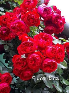 ; 7&quot;(Germania) în 2011, este un trandafir greu plin de flori sferice, rezistenta buna la boli fungice si temperaturi scazute.
Culoare: rosu inchis Floare : plina Ø floare: 9 cm repetă înflorirea.
