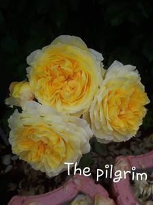 Epuizat; 1epuizat

The pilgrim-englezesc 

Galben cu petalele exterioare mai deschise la culoare - trandafir englezesc
Parfum : trandafir cu parfum intens
Înălțimea: 105-250 cm
Remontanță : bună
