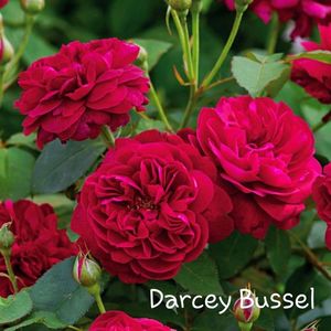 Epuizat; 2    Trandafirii englezesti,soiul sunt rezistenti si sanatosi, cu inflorire indelungata. Florile sunt de culoare rosu intens, duble, dispuse in buchete, parfumate.
 Tufa cu inaltimea de 1.25m.
