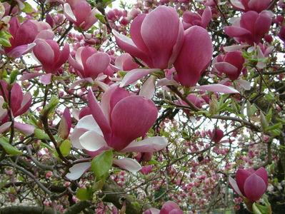 magnolia-rustica-rubra, comanda Maria, Polonia