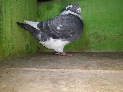 Vanduta