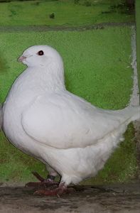 Vanduta