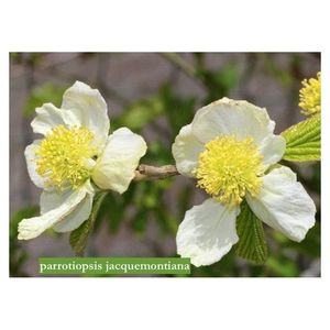 parrotiopsis-jacquemontiana; floricolturalampugnani Italia
