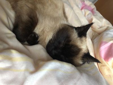 am revenit cleo va pupa