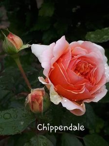 Chippendale; 4-1
