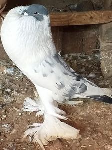 vândut Neluțu T(SB)
