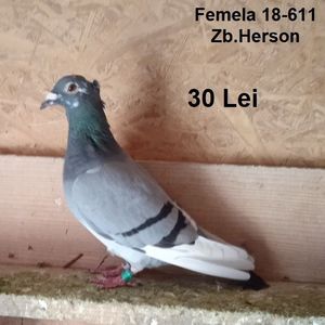 Femela 18-611-Ploiesti