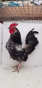 vandut