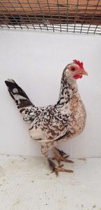 vanduta