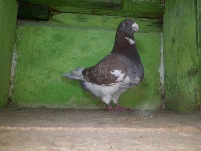 Vandut