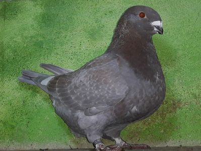 Vanduta