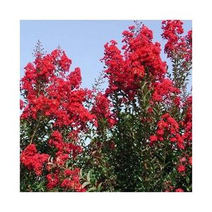 lagerstroemia-indica-red-rocket-nu am