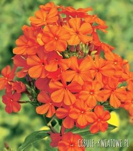 phlox orange peach flame