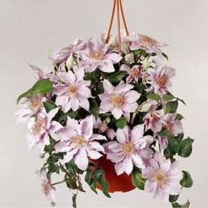 clematis-patio-filigree-