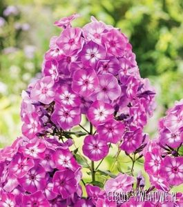 phlox flame paniculat laura