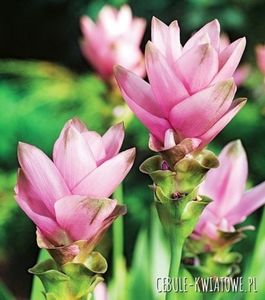 Turmeric; ingrijire la fel cu curcuma.
