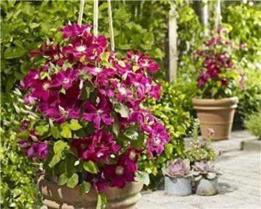 clematis issey-