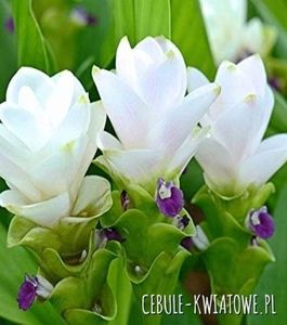 Curcuma white wonder; protejata de soare direct ,ii trebuie umiditate si caldura ,se planteaza in aprilie,10 cm adancime bulbul in pamant .Infloreste in iunie-iulie ,dupa inflorire planta se curata de rizomii tineri ,rizom
