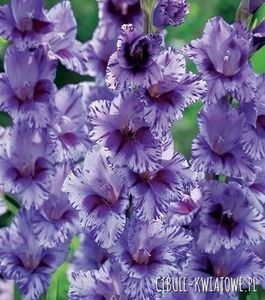 gladiole passos