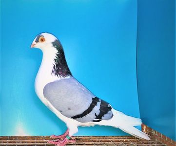 4591  mascul  2019