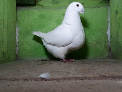 Vanduta