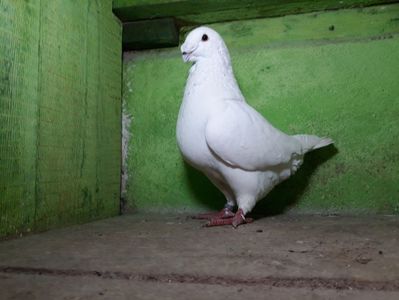 Vandut