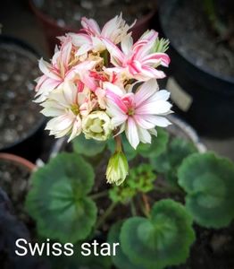 Swiss star-Mallorca