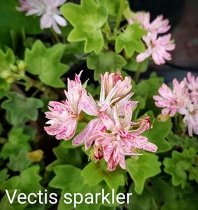 Vectis Sparkler - miniatura