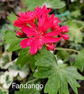 Fandango