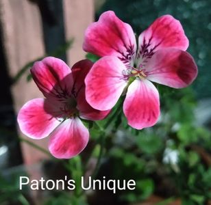 Paton's Unique