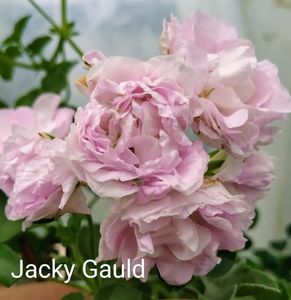 Jacky Gauld