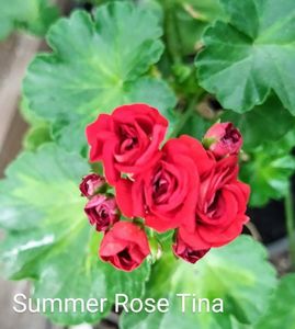 Summer Rose Tina