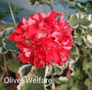 Oliver Welfare
