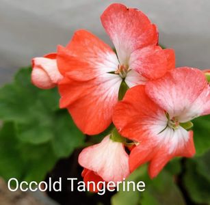 Occold Tangerine