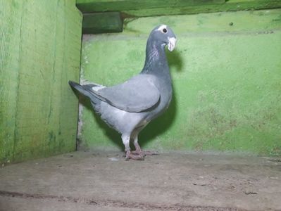 Vandut