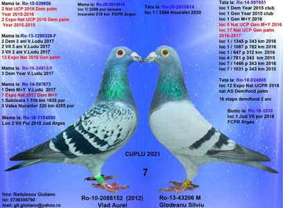 7 GLODEANU & BANICA