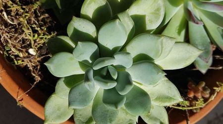 Echeveria