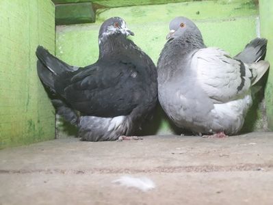 Vanduti