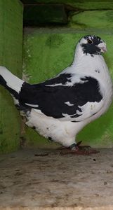 Vandut
