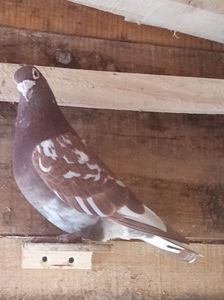 mascul-2016; meulemans  .P. mai 2021.
