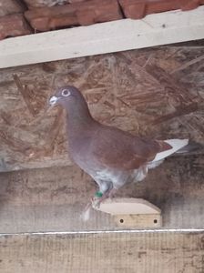 femelă- 2018; meulemans.
