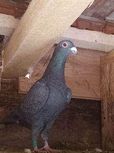 femelă-2020; pietraine-meulemans.Donată iunie 2021.

