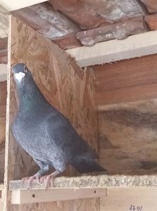 mascul-2016; 50% meulemans ,descendent din gutul bătrân de la Arhivă.Donat , februarie 2022.
