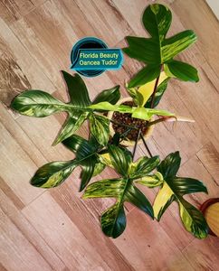 FLORIDA BEAUTY VARIEGAT