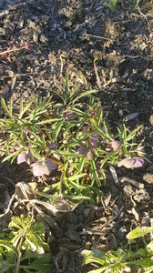 helleborus purpurascens(spânz)