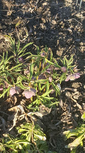 helleborus purpurascens(spânz)