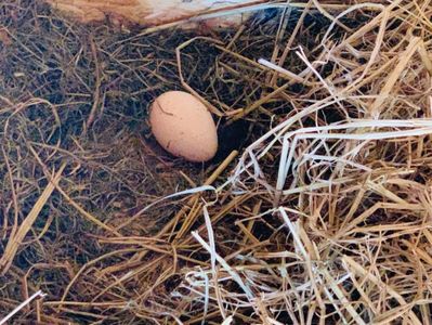 Primul ou Curca neagra  8 martie